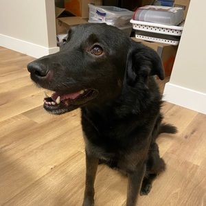 Meet your Posher, Josh